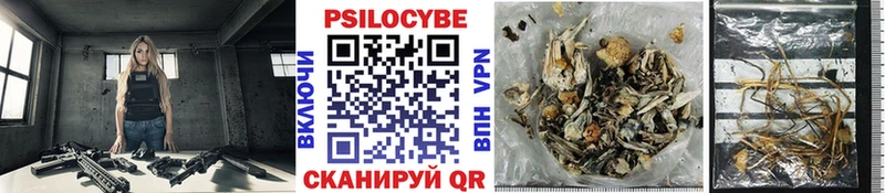 Галлюциногенные грибы Psilocybe  Надым 