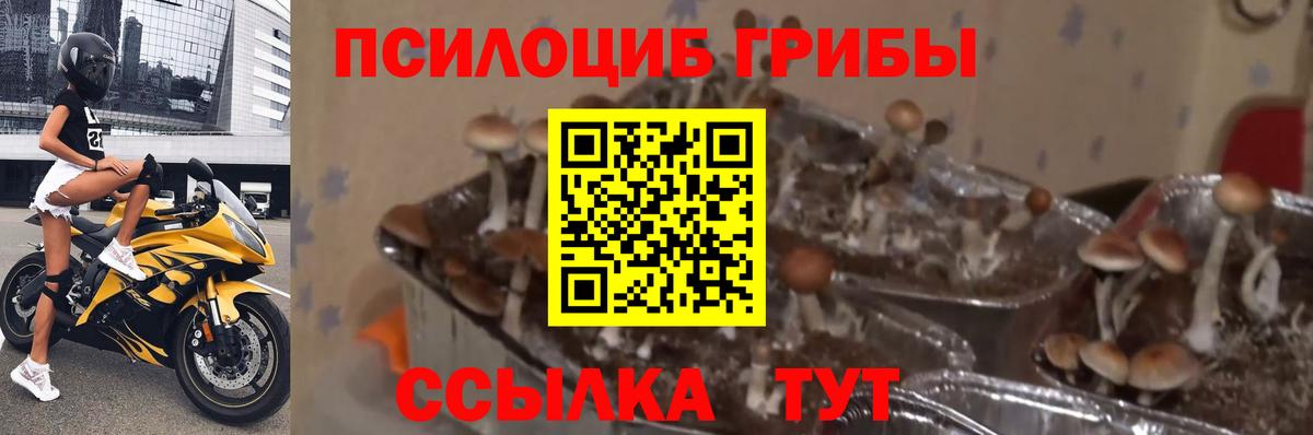 Галлюциногенные грибы Cubensis Надым